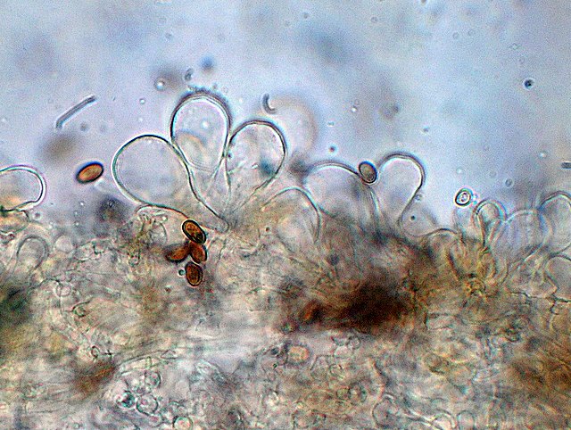 Inocybe??? dal giardino di Paolofon